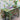 Vintage Indian Console Table | Peacock