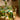 Bonnie and Neil Tablecloth | Wild Pansy Verde