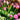 Small Acorns Blooming Lovely Flower Subscription