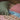 Society Of Wanderers Pillowcases | Grevillia Check Full Ruffle