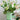 Ben David by KAS | Venus Vase | Green