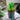 Hyacinths in A Pot