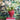 Phalaenopsis Orchid Pot