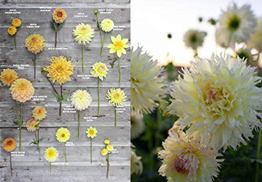Floret Farm's Discovering Dahlias ~ Erin Benzakein